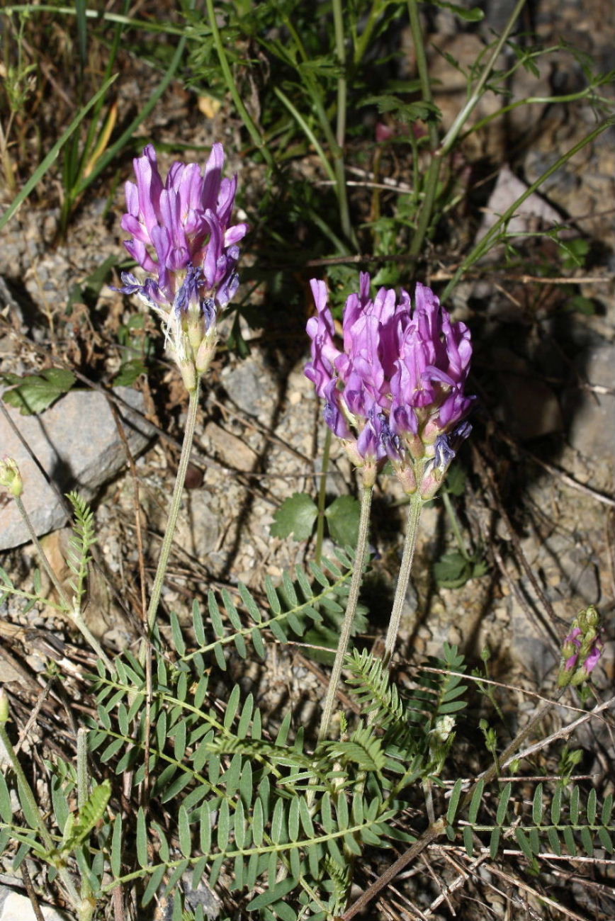 Astragalus onobrychis / Astragalo falsa lupinella